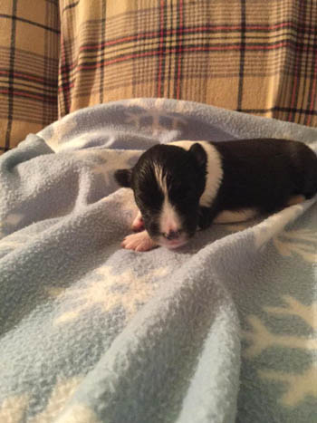 bi black girl sheltie puppy