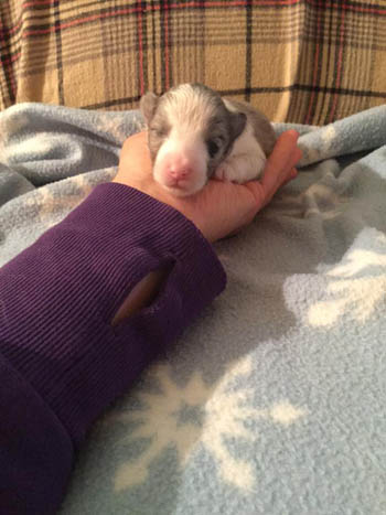 bi blue girl sheltie puppy