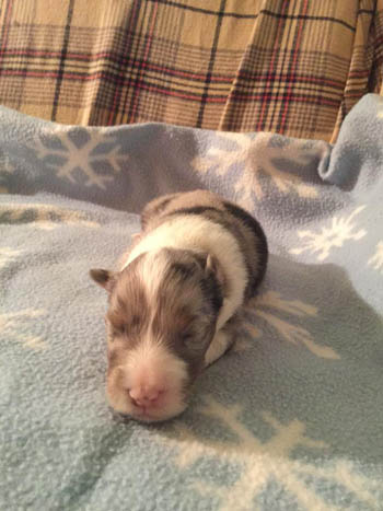 blue boy Sheltie puppy