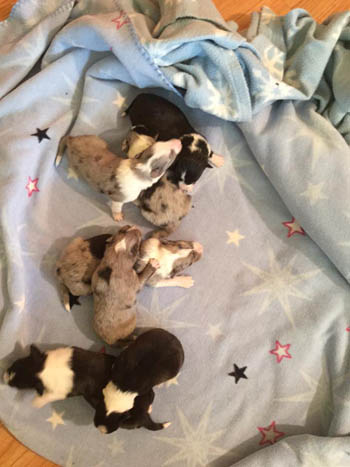 1 week old Sheltie puppies
