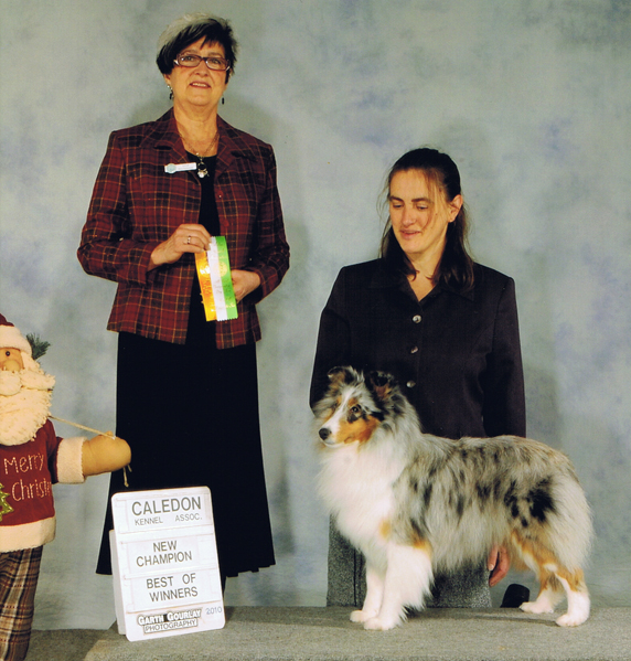 Sheltie, Brynja, finished CKC Show Champion, full sister to Veronica