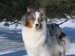 Avebury Sheltie Cameo, a beautiful Sheltie