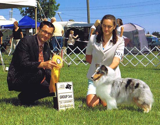 another beautiful Avebury Sheltie
