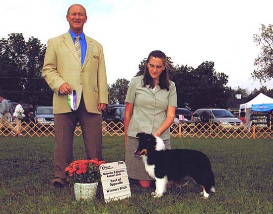 Polly, another beautiful Avebury Sheltie
