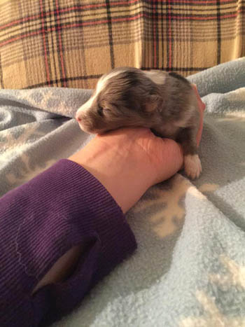small blue girl sheltie puppy