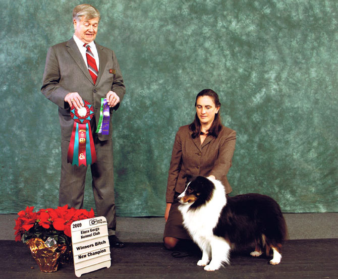 Avebury Sheltie, Spice, finished CKC Show Champion