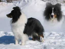 Spice, Avebury Sheltie