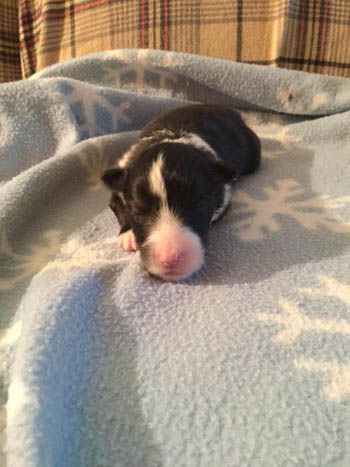 Tri girl sheltie puppy